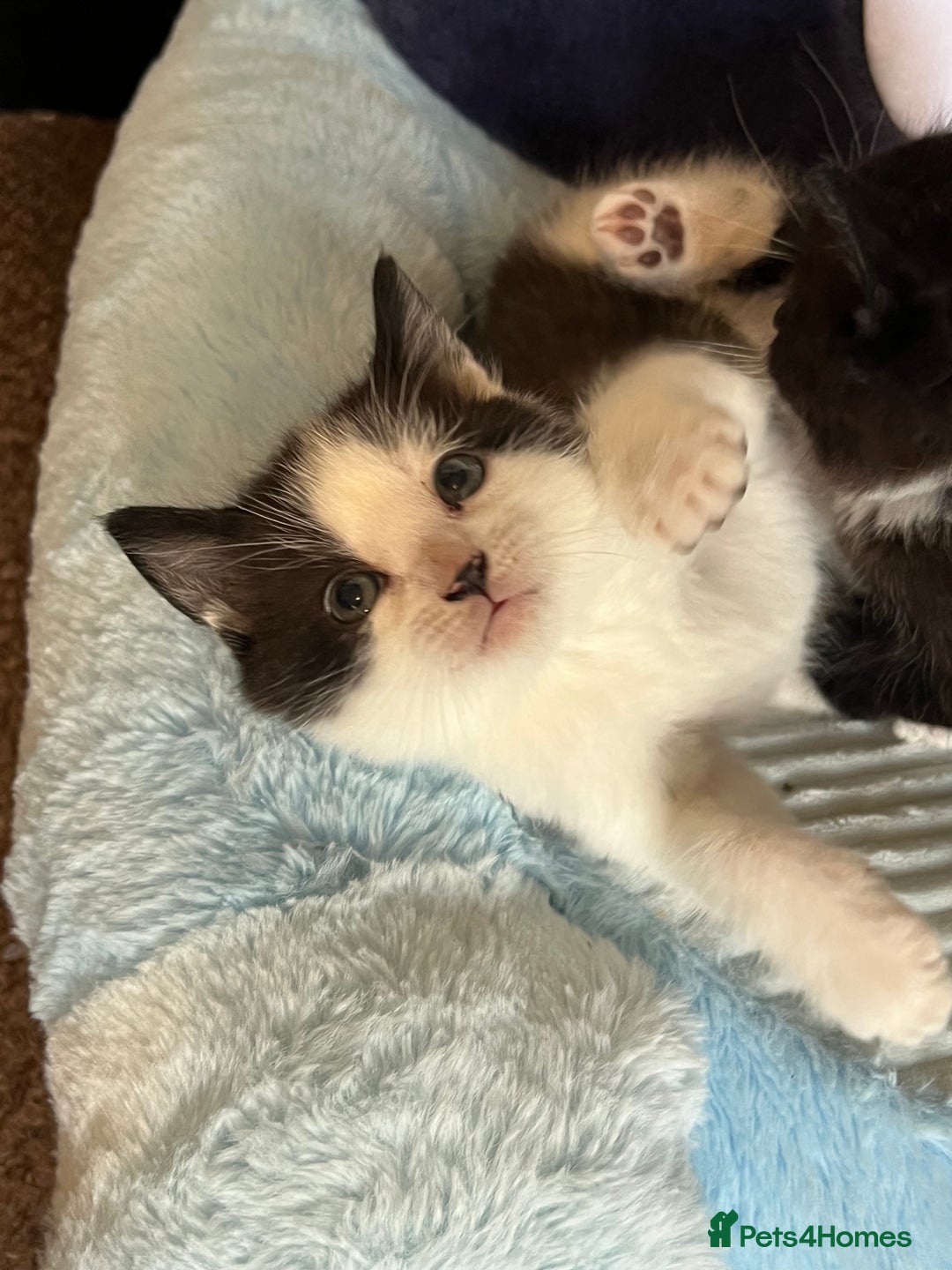 Mixed Breed cats for sale: Kittens - Advert 4