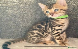 Bengal cats for sale: ⭐️ 1 LEFT!! - STUNNING TICA REG BENGAL CUBS ⭐️ - Image 24