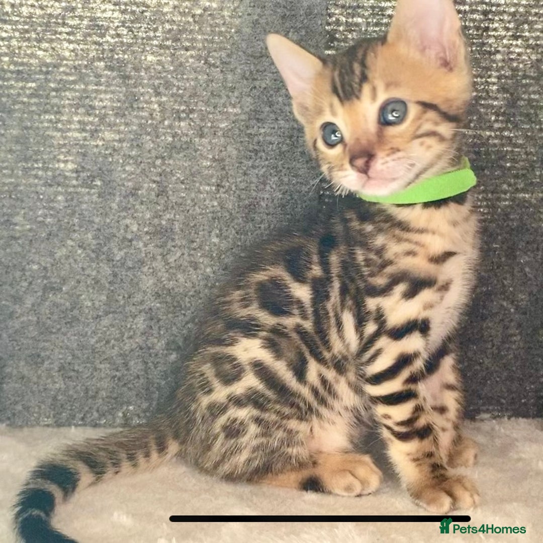Bengal cats for sale: ⭐️ 1 LEFT!! - STUNNING TICA REG BENGAL CUBS ⭐️ - Image 24