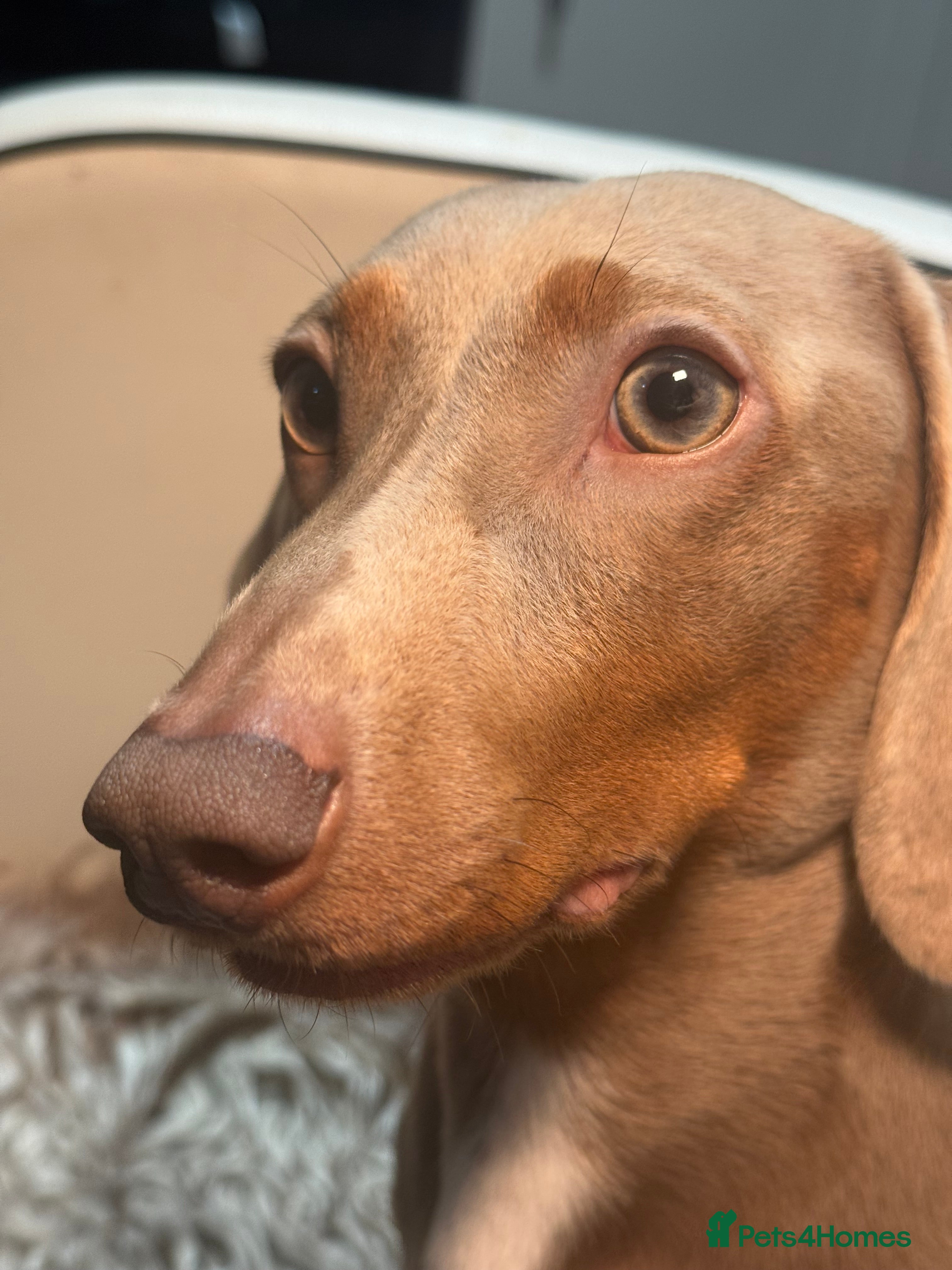 Miniature Dachshund dogs Ronnie  - Advert 4