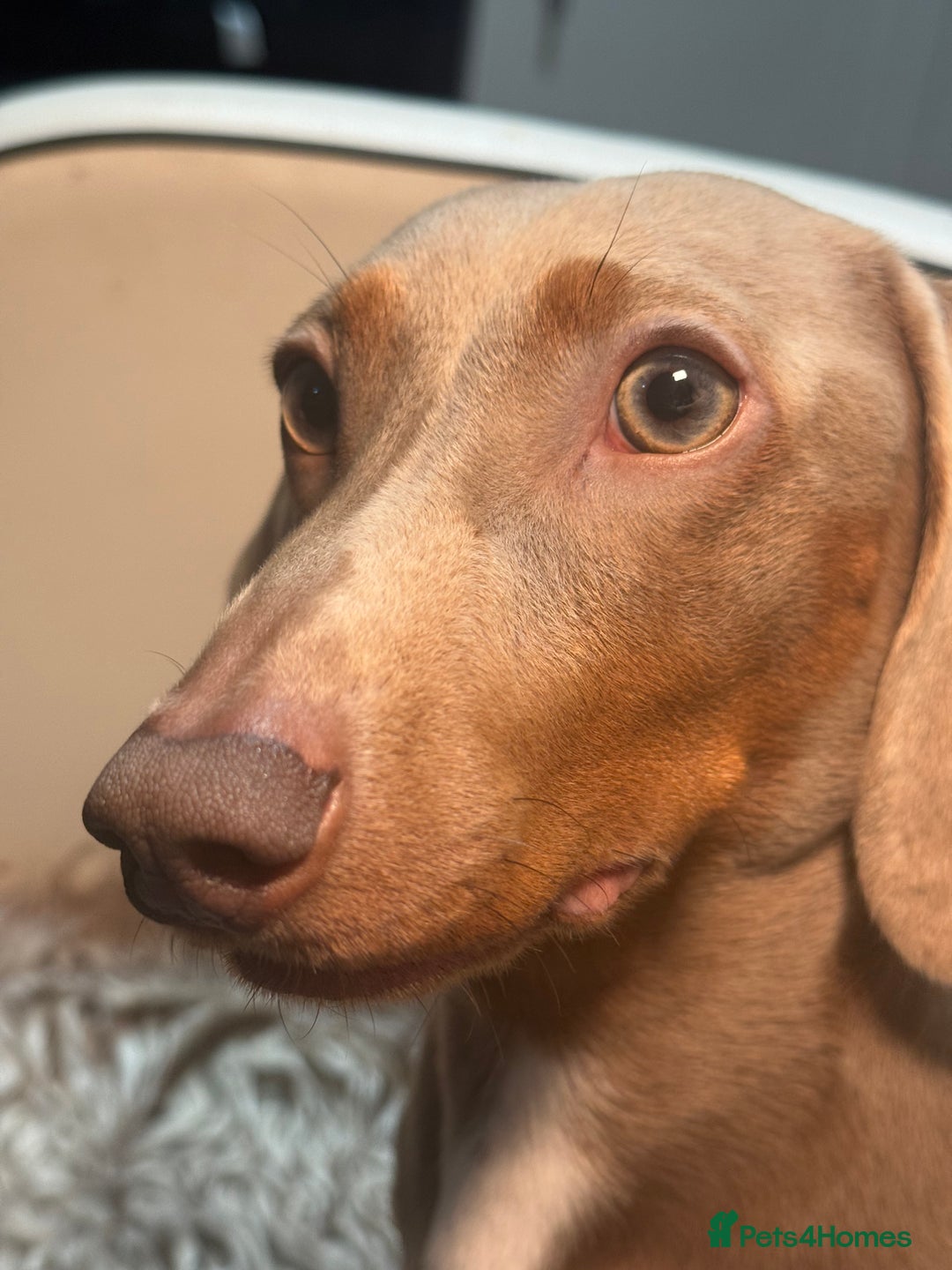 Miniature Dachshund dogs for stud: Ronnie  - Advert 1