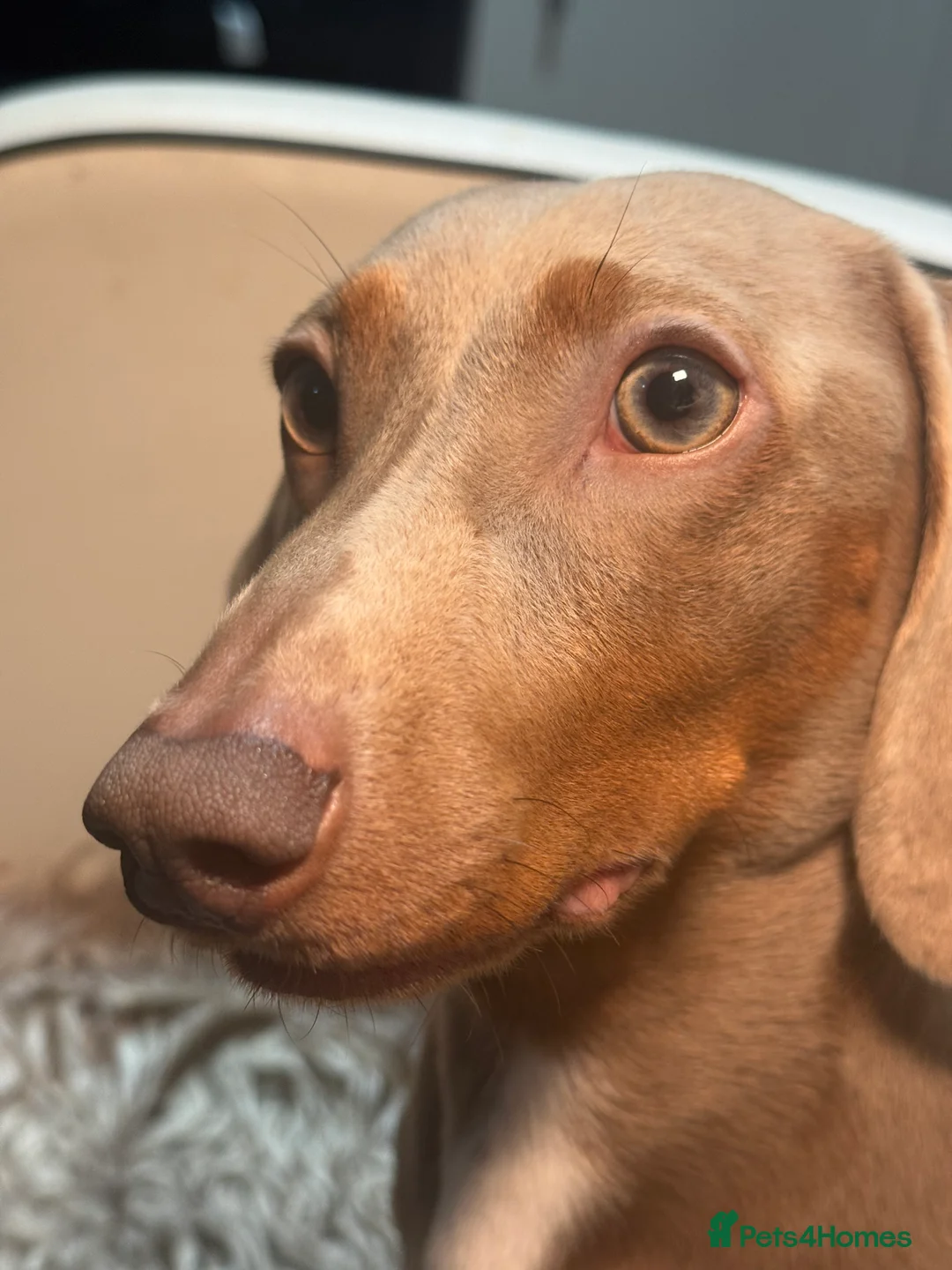 Miniature Dachshund dogs for stud: Ronnie  - Advert 1