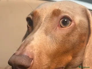 Miniature Dachshund dogs Ronnie - Advert 4