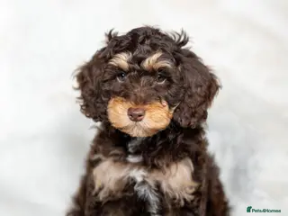 Cockapoo dogs 6 Stunning Cockapoo Puppies - Advert 4