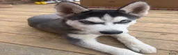 Siberian Husky dogs for sale: Stunning Siberian Husky Male Puppy in Walsall - Advert 4