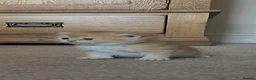 British Shorthair cats for sale: GCCF GOLDEN NY12 and BLUE GOLDEN AY12  - Advert 29