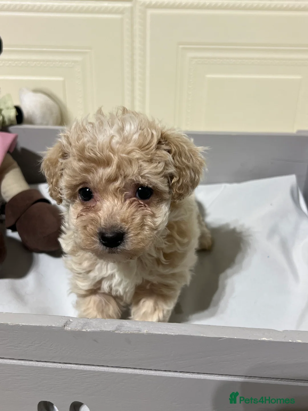 Maltipoo dogs for sale: 🩷3 Gorgeous Maltipoo Puppies🩷 - Advert 6