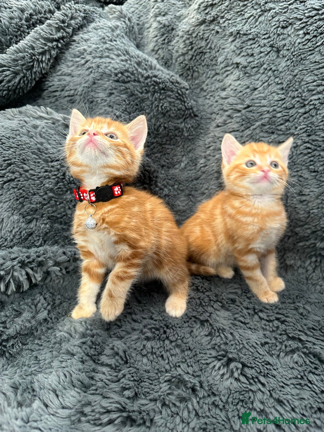 Mixed Breed cats for sale: 7 friendly kittens looking for forever homes - Image 1