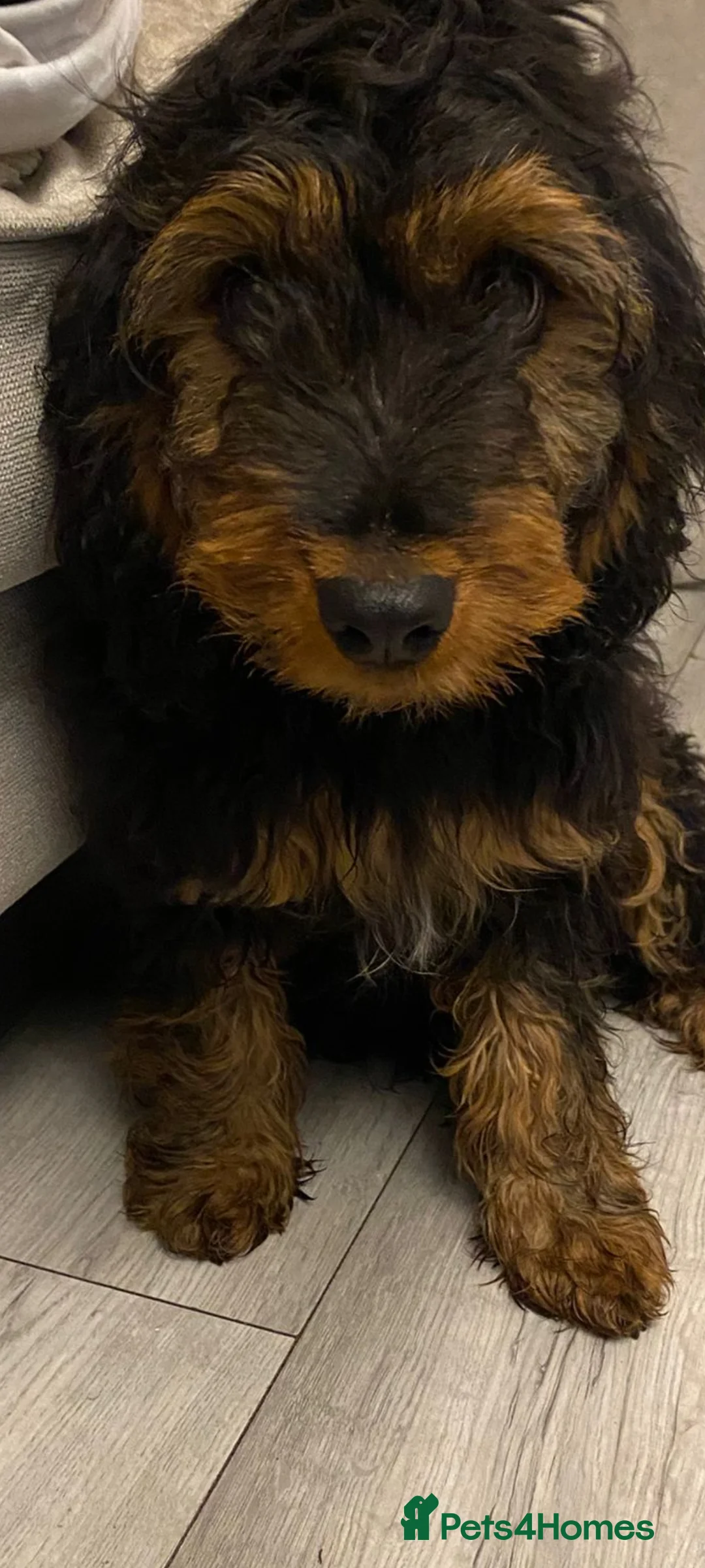 Mixed Breed dogs for sale: Cocker x terrier  - Advert 2