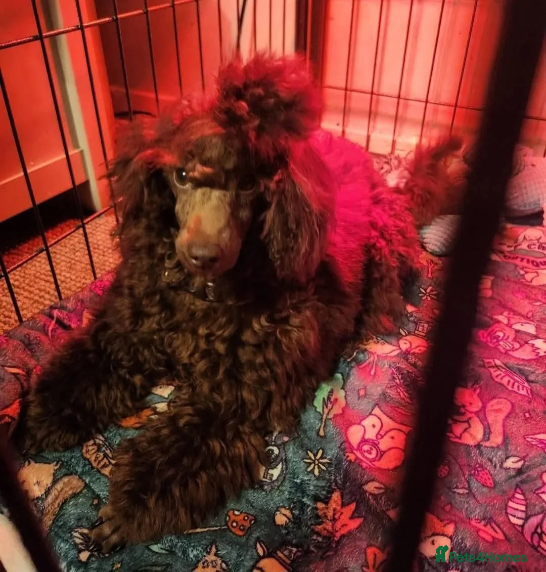 Toy Poodle dogs for stud: Stud only in Dunoon - Advert 3