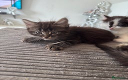Mixed Breed cats for sale: 3 beautiful fluffy kittens  - Image 2