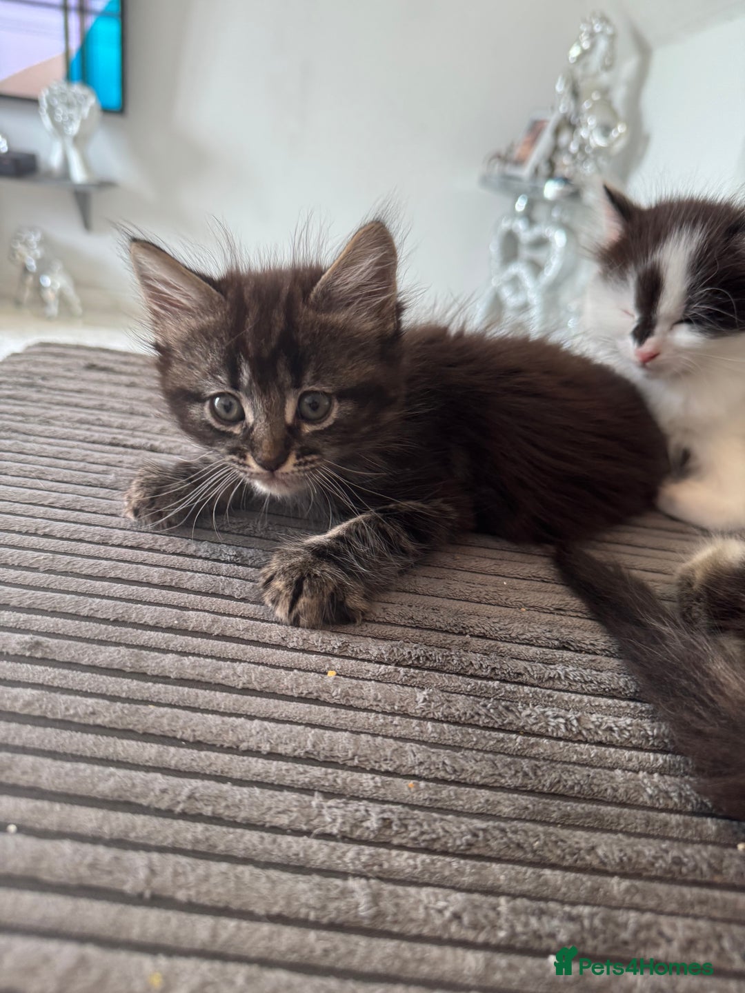 Mixed Breed cats for sale: 3 beautiful fluffy kittens  - Image 2