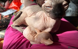 Sphynx cats for sale: Sphynx kittens full of love to give - Image 18