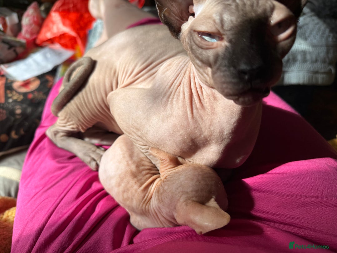 Sphynx cats for sale: Sphynx kittens full of love to give - Image 18