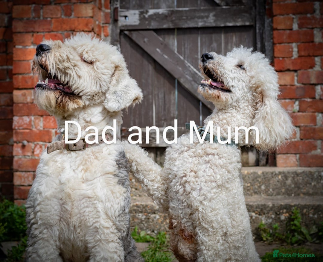 Sheepadoodle dogs for sale: Sheepadoodle Puppy 6 - *READY SOON* F1 health tested sheepadoodles  - Image 8