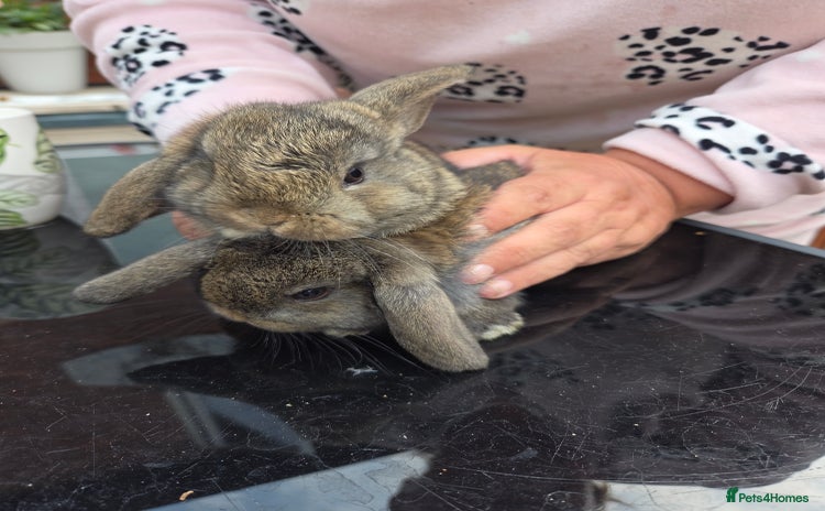 Mini Lop rabbits - Advert 1