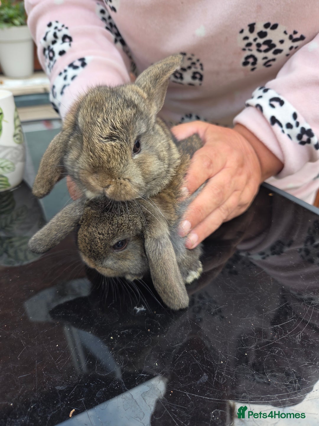 Mini Lop rabbits for sale: Mini lops - Image 1