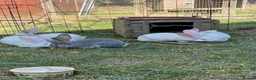 Continental Giant rabbits for sale: Red eyed white Continental Giant babies - Advert 8