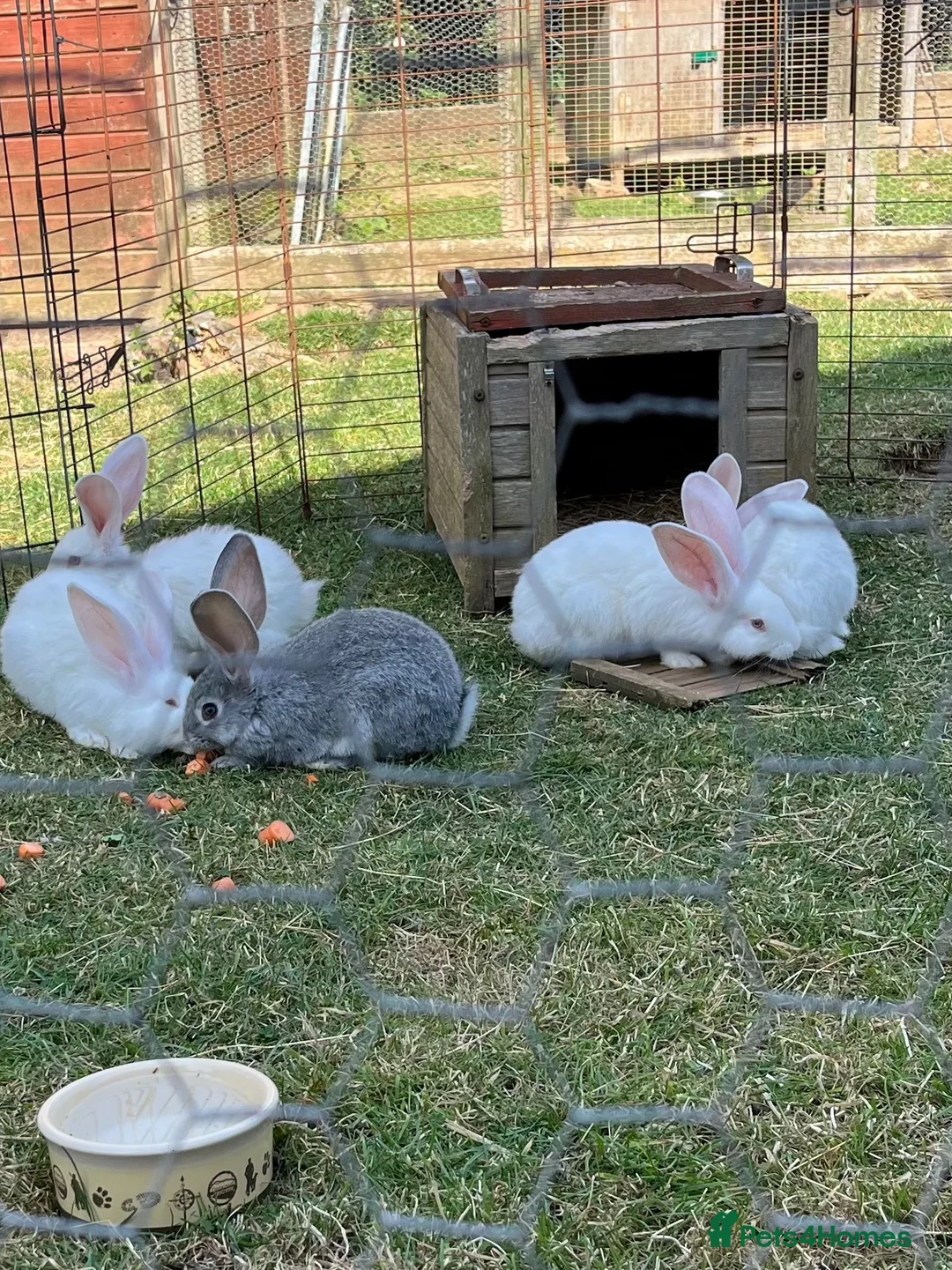 Continental Giant rabbits for sale: Red eyed white Continental Giant babies - Advert 8