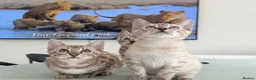 Bengal cats for sale: Stunning Snow Bengals - TICA Full Pedigree  - Advert 6