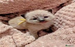 Ragdoll cats for sale:  Beautiful Mink Seal ragdolls - Image 8