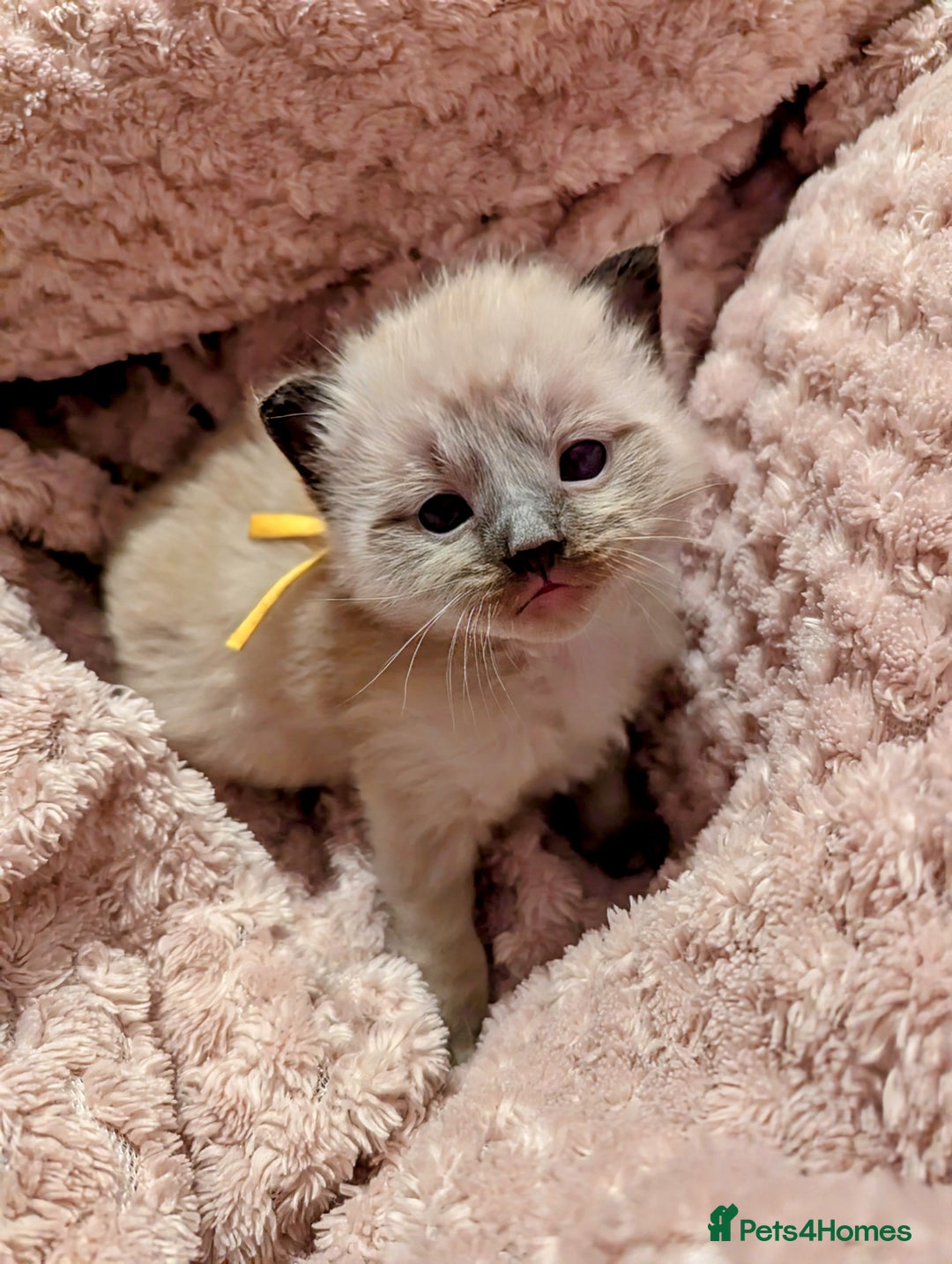 Ragdoll cats for sale:  Beautiful Mink Seal ragdolls - Image 8