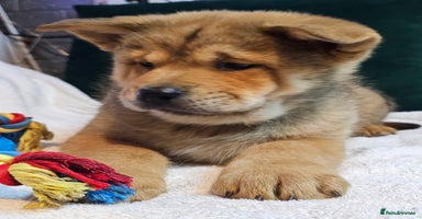 Mixed Breed dogs Chowsky puppies  chow chow  - Advert 3