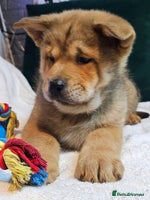 Mixed Breed dogs Chowsky puppies chow chow - Advert 3