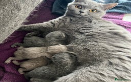 British Shorthair cats for sale: Beautiful, show quality lilac and blue BSH - Image 13