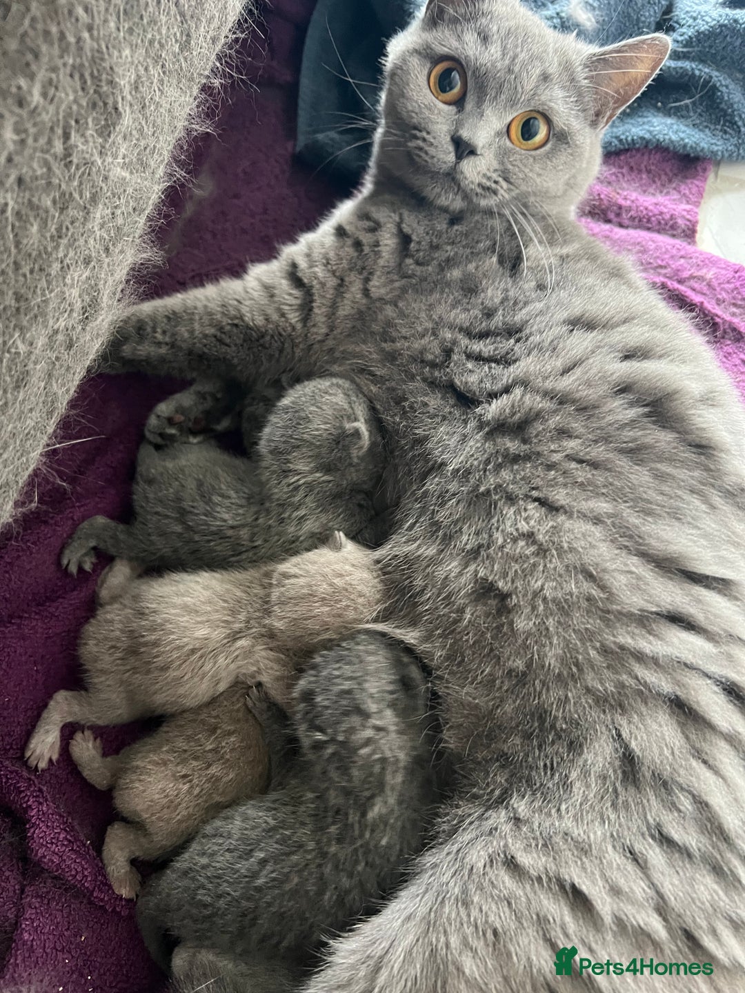 British Shorthair cats for sale: Beautiful, show quality lilac and blue BSH - Image 13
