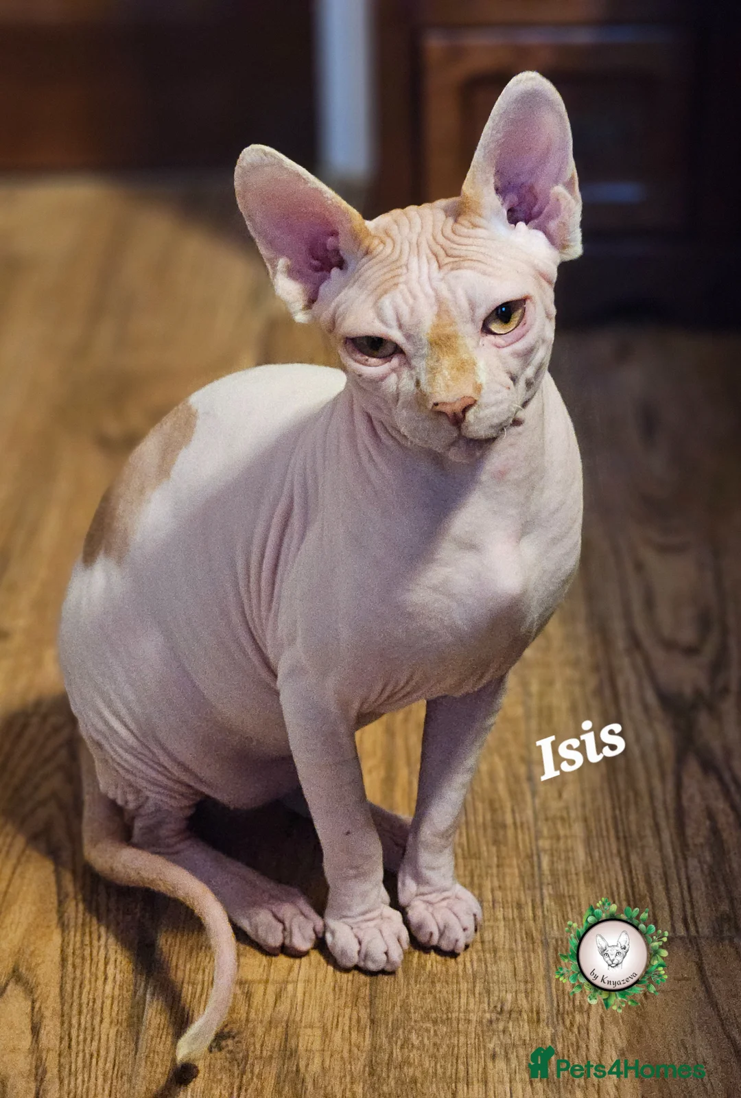 Sphynx cats for sale: Adorable Canadian Sphynx Champion father line.  - Advert 1