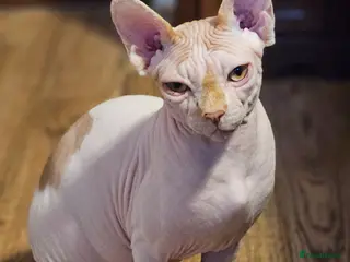 Sphynx cats Adorable Canadian Sphynx Champion father line. - Advert 1