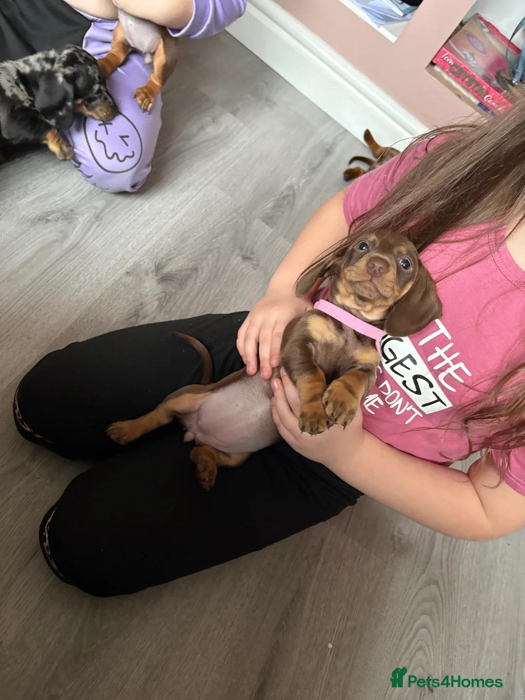 Miniature Dachshund dogs for sale: Miniature dachshund  - Advert 10