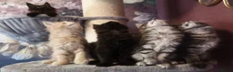 Maine Coon cats for sale: TICA reg HEALTH CHECKED Maine Coons - Advert 9