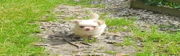 Chihuahua dogs for sale: Tiny tiny chihuahua girls  for sale  - Advert 7