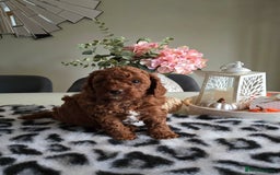 Cavapoo dogs for sale: Gorgeous Health Tested Cavapoo F1B Puppies - Image 11