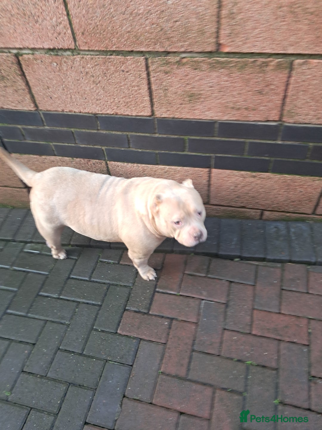 American Bully dogs for sale: Adult American pocket bully - Advert 2