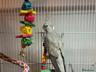 Cockatiels birds 2 Male cockatiels - Advert 1