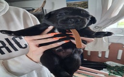 Borador dogs for sale: Borador puppies - Image 12