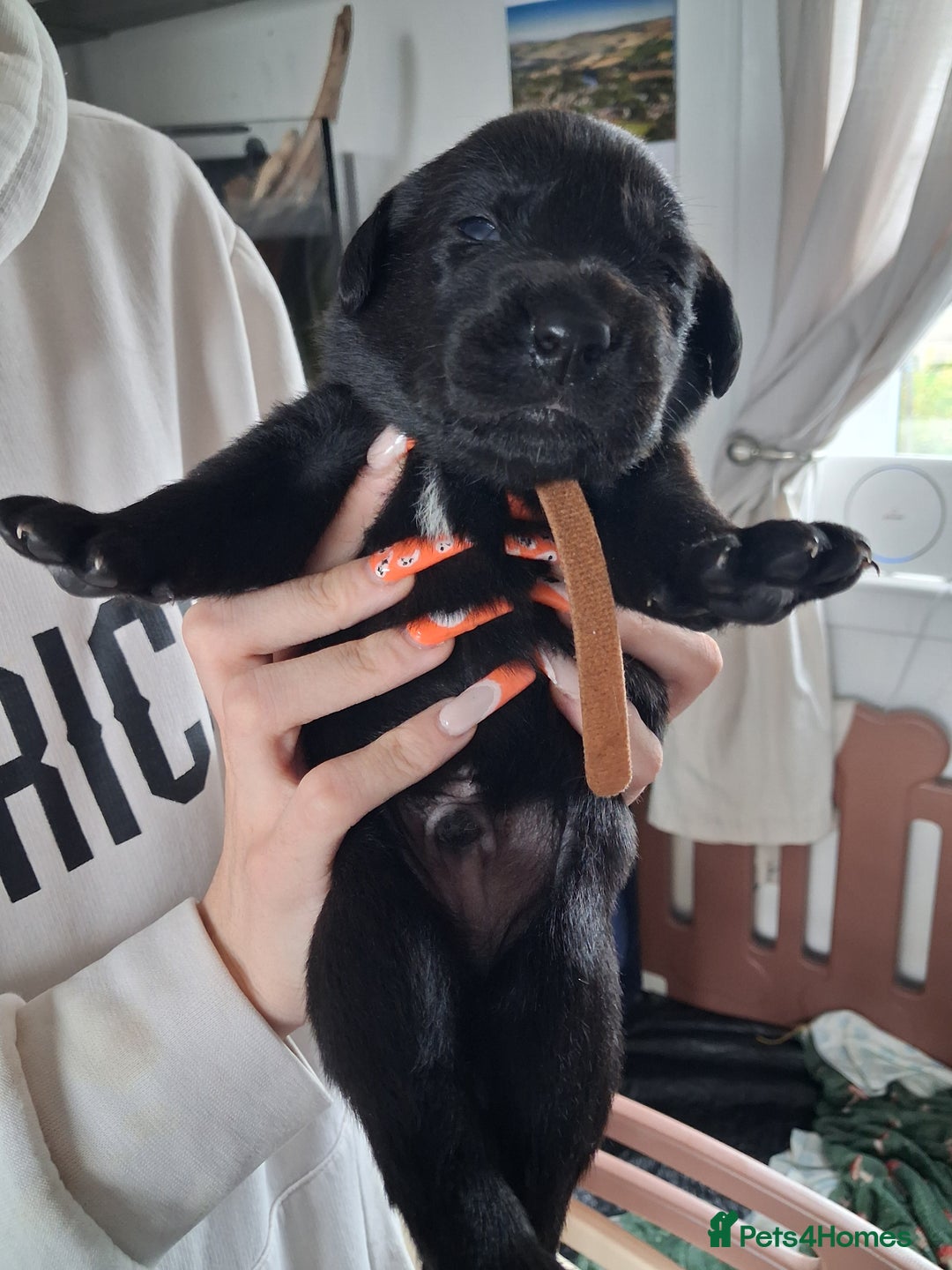 Borador dogs for sale: Borador puppies - Image 12