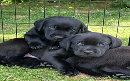 Labrador Retriever dogs for sale: Confident, Clever KC Labrador Puppy - Image 5