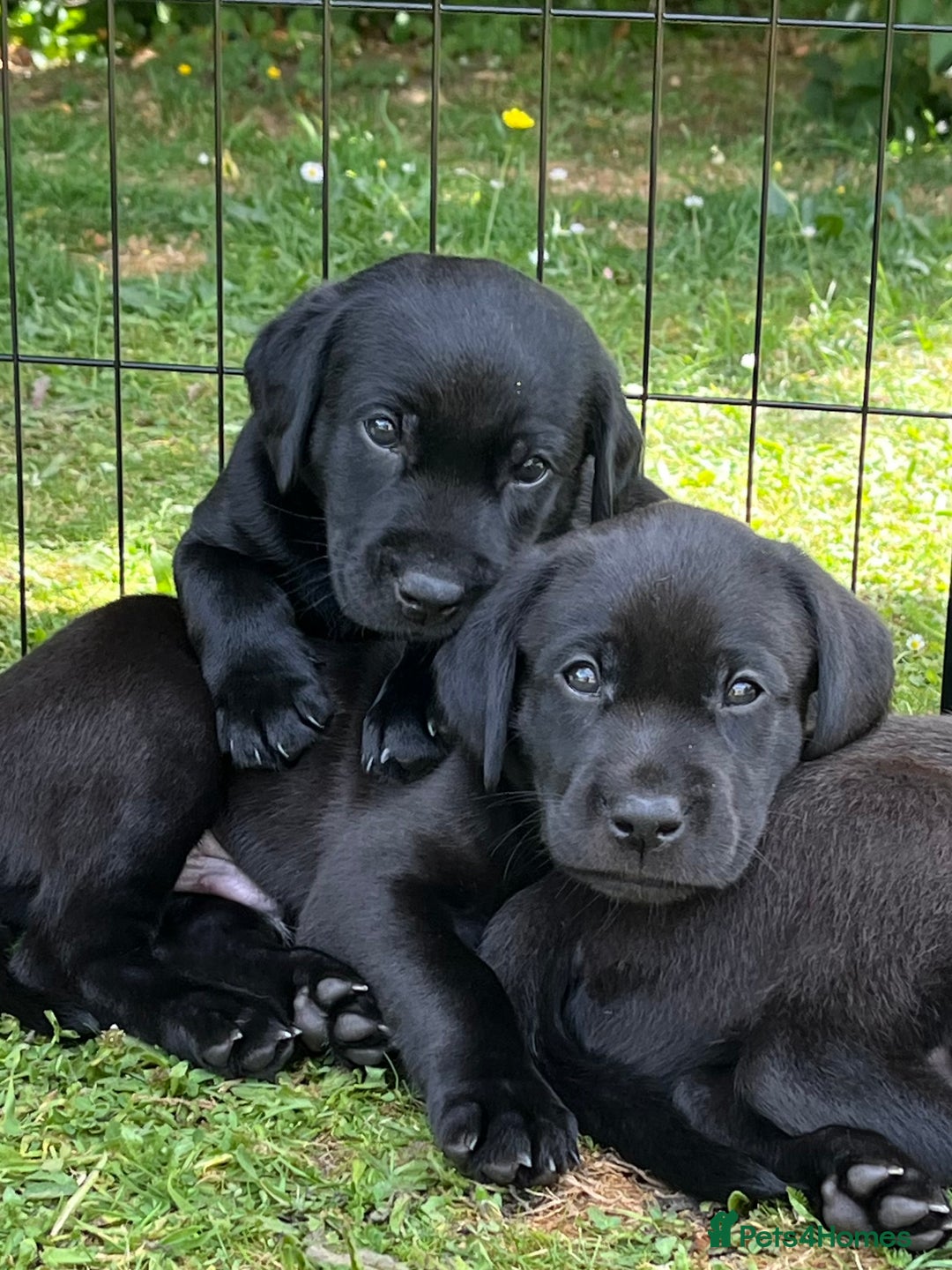Labrador Retriever dogs for sale: Confident, Clever KC Labrador Puppy - Image 5