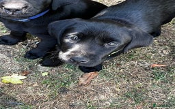 Labrador Retriever dogs for sale: Beautiful litter of working line black lab pups  - Image 11