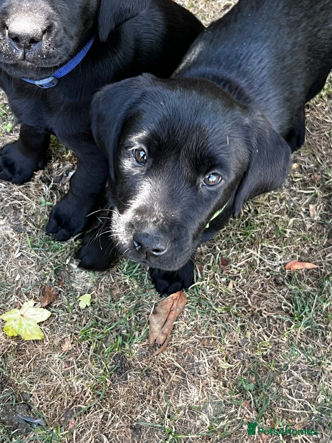 Labrador Retriever dogs for sale: Beautiful litter of working line black lab pups  - Image 11