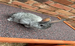 English Lop rabbits for sale: Lop rabbits  - Image 2
