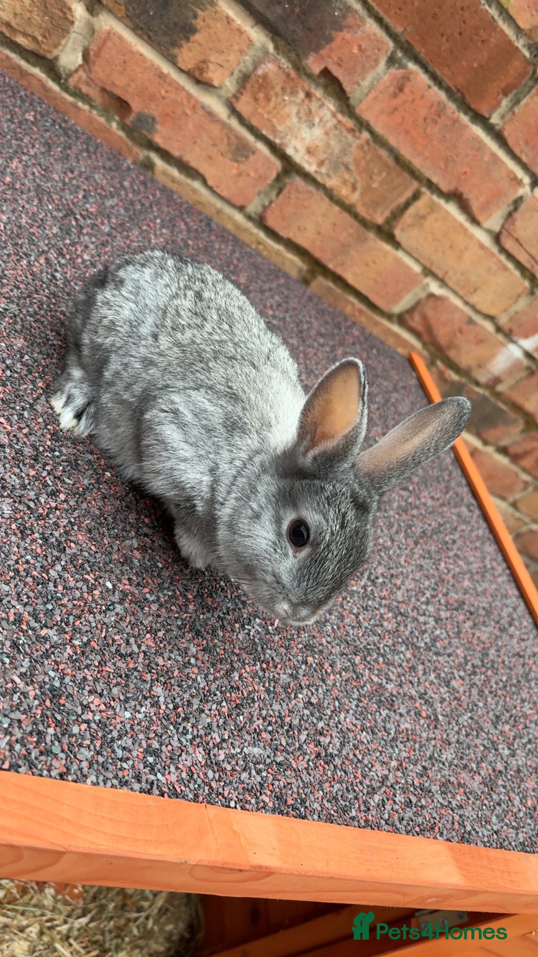 English Lop rabbits for sale: Lop rabbits  - Image 2