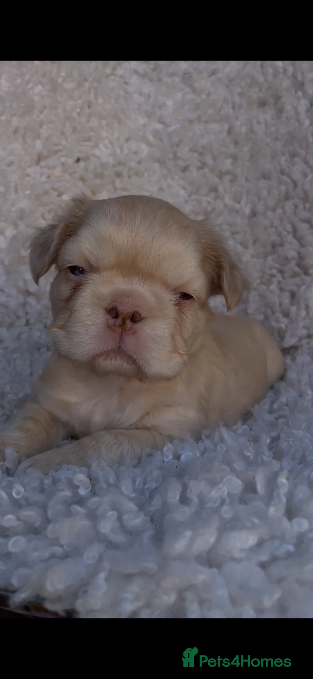 French Bulldog dogs for sale: Fluffy French Bulldog Puppies  - Advert 25