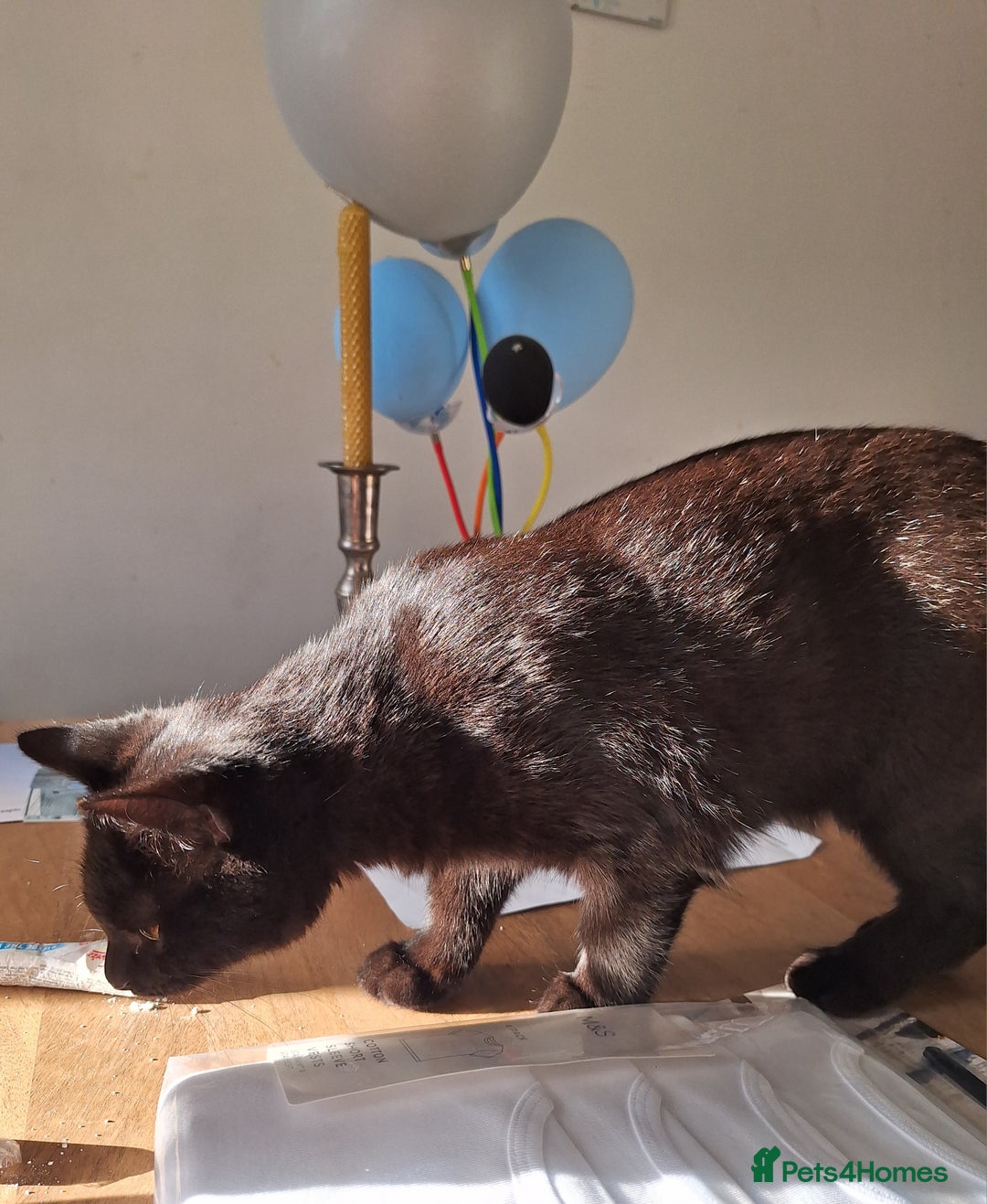 British Shorthair cats for sale: 🤎SALE!!! CHOCOLATE BSH boy and girl left, LONDON - Image 8