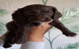 Cavapoo dogs for sale: ✨🌈 Rare Chocolate & Multicoloured Curly Cavapoos - Image 2