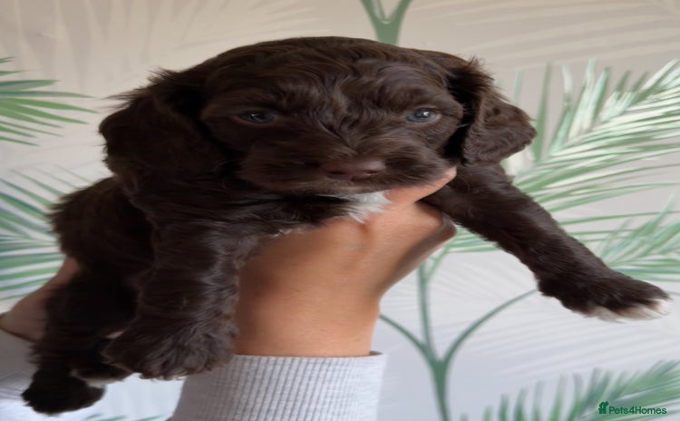 Cavapoo dogs - Advert 2